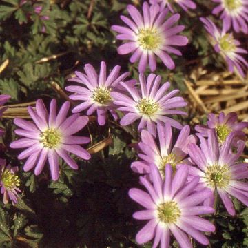 Anemone blanda Pink Star