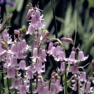 Jacinto de los bosques Rosa - Hyacinthoides hispanica Rosea