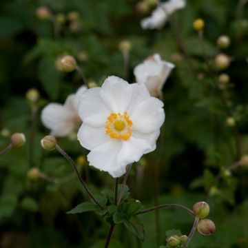 Anemone Andrea Atkinson