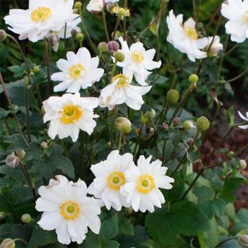 Anemone hupehensis Snow Angels - Anémona del Japón