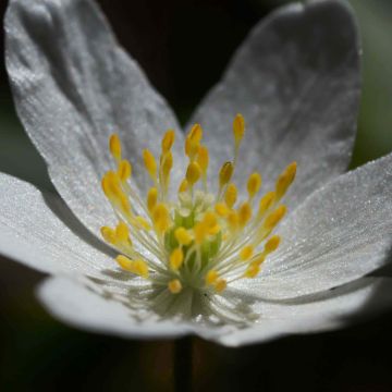 Anemone nemorosa - Anémona de bosque