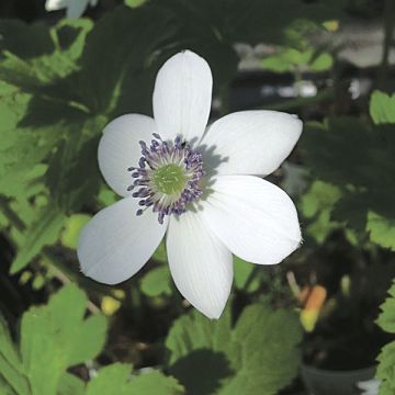 Anemone rivularis