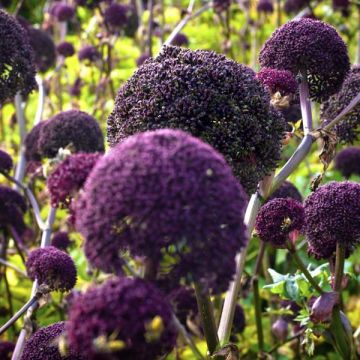 Angelica gigas - Angelica coreana