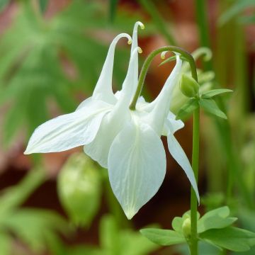 Aquilegia Munstead White