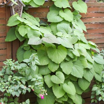 Aristolochia macrophylla - Aristoloquia