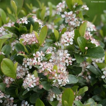 Chokeberry negro Revontuli Mound - Aronia melanocarpa