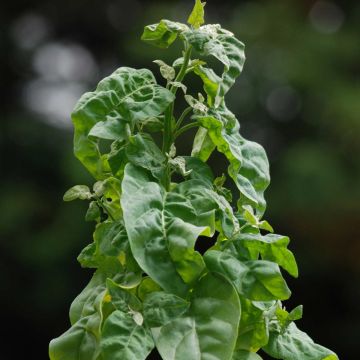 Armuelle Verte - Atriplex hortensis