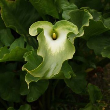 Zantedeschia aethiopica Green Goddess - Cala