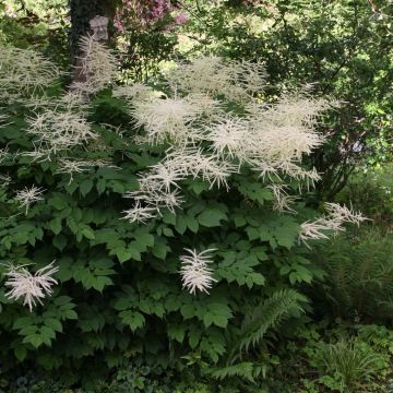 Aruncus dioïcus sylvestris