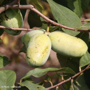 Asimina triloba Sunflower