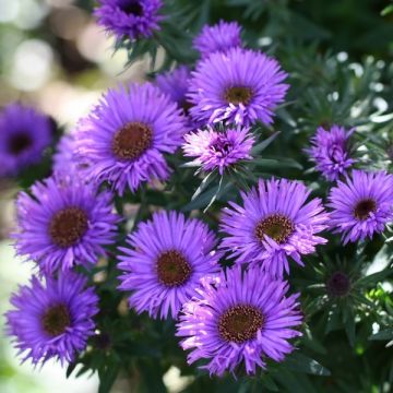 Aster novae-angliae Purple Dome