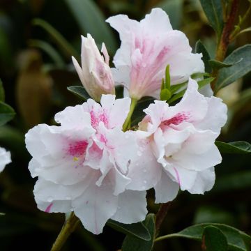 Azalea White Prince