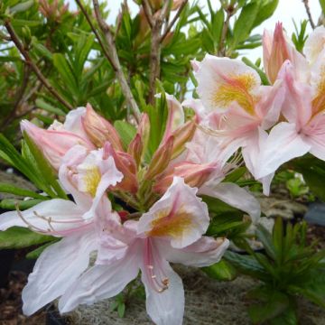 Azalea amarilla Irene Koster - Cuajaleche x occidentale en macetas de 4L./5L.