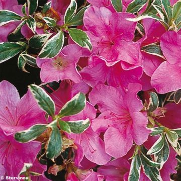 Azalea Silver Queen