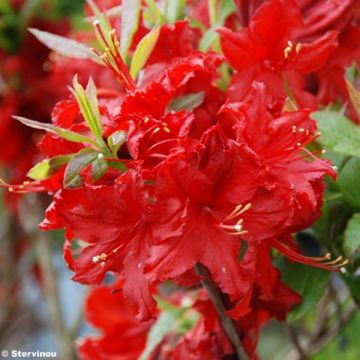 Azalea Wallowa Red