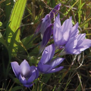 Babiana stricta Zwanenburg Glory