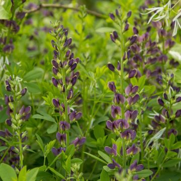 Baptisia australis Dark Blue