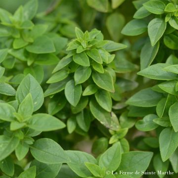 Albahaca Griego Bio - Ferme de Sainte Marthe