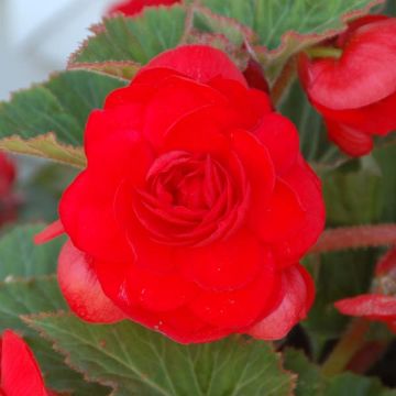 Begonia grandiflora Red