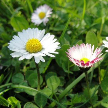 Bellis perennis (semillas) - Margarita de los prados