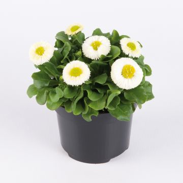 Bellis perennis Bellastar Compact White - Margarita de los prados