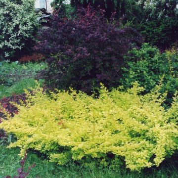 Agracejo japonés - Berberis thunbergii Golden Carpet