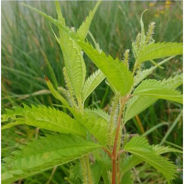 Boehmeria sieboldiana - Ramio