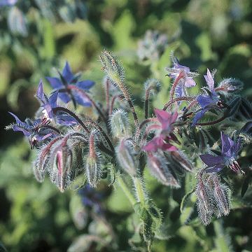 Borraja Azul - Borago officinalis