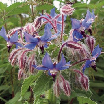 Borraja (semilla) - Borago officinalis