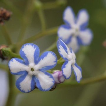 Brunnera macrophylla Starry Eyes