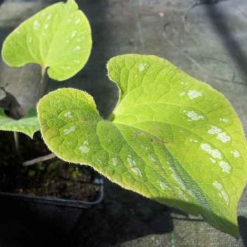 Brunnera macrophylla Silver Wings