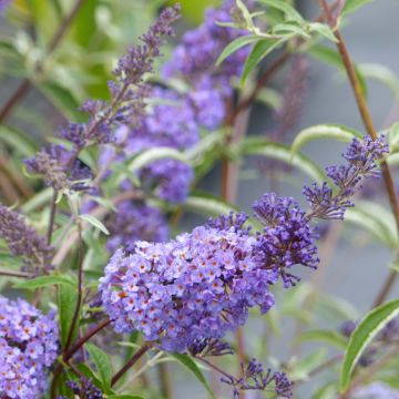 Buddleja davidii Nanho Blue