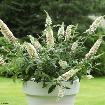 Buddleja White Chip