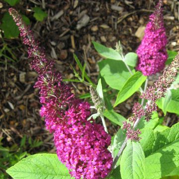 Buddleja Miss Ruby