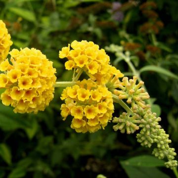 Buddleja weyeriana Sungold