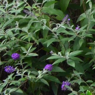 Buddleja davidii Groovy Grape