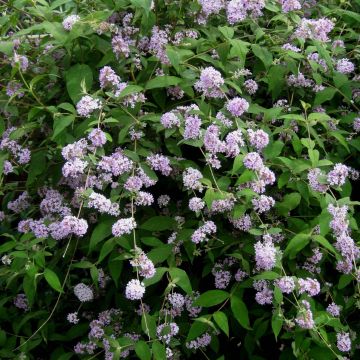 Buddleja delavayi