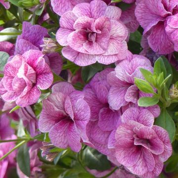 Calibrachoa hybrida Can-Can Rosies Pink Vein