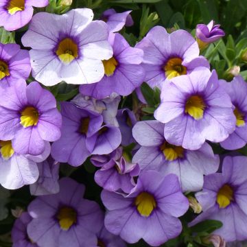 Calibrachoa hybrida Superbells Unique Lavender