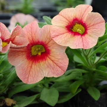 Calibrachoa hybrida Superbells Unique Mango Punch