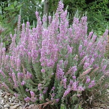 Calluna vulgaris Silver Knight - Brecina