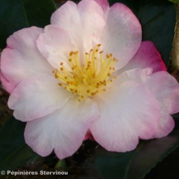 Camellia sasanqua Fukusutsumi - Camelia de otoño