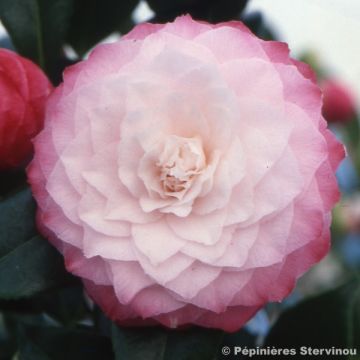 Camellia Nuccio s Pearl