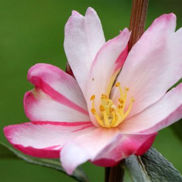 Camellia sasanqua Stars'n Stripes - Camelia de otoño