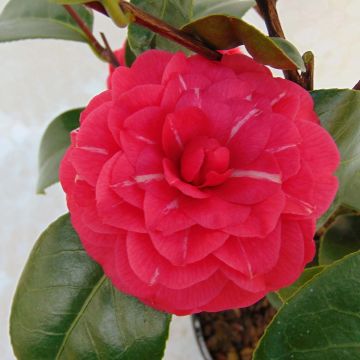 Camellia japonica Il Gioiello