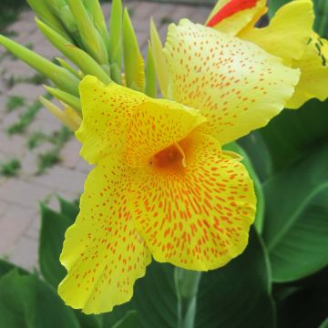 Canna En avant - Caña de las Indias