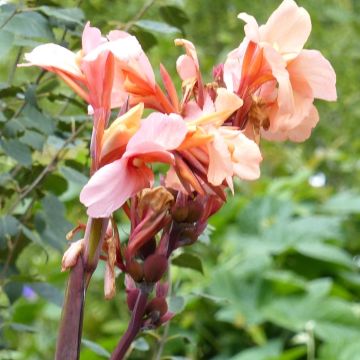 Canna Mme Angèle Martin - Caña de las Indias