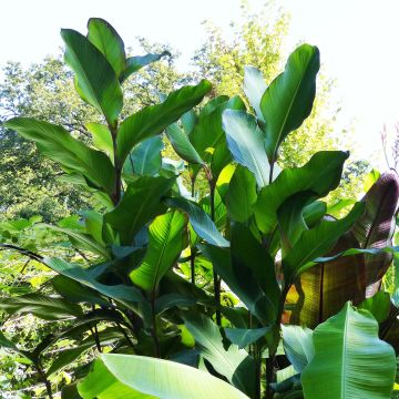 Canna musaefolia Musaefolia -