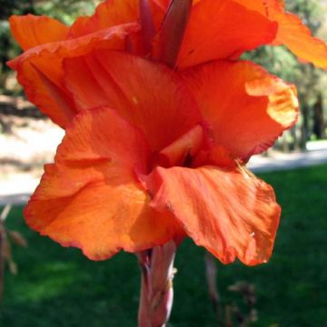 Canna Wyoming - Caña de las Indias