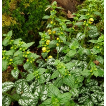 Lamium galeobdolon Kirkcudbright Dwarf - Arcángel amarillo